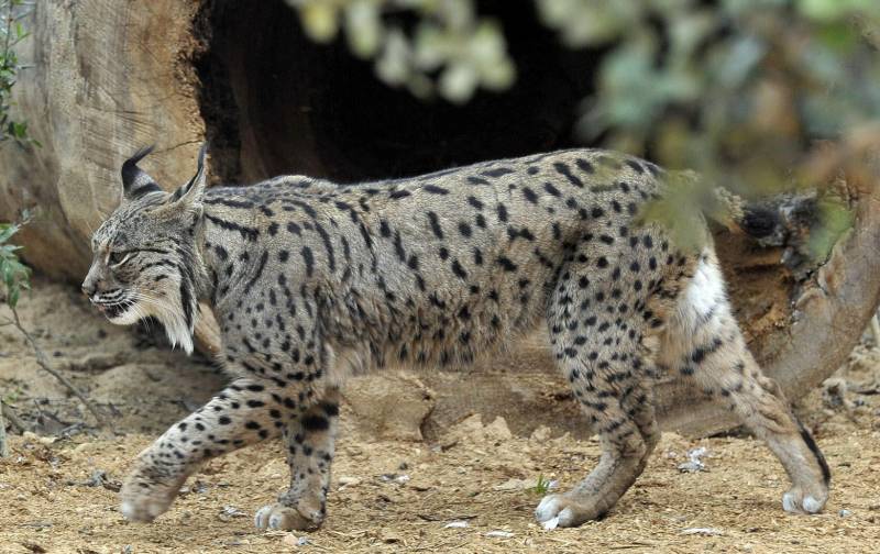 Uno de los ejemplares de lince en las nuevas instalaciones. / Efe