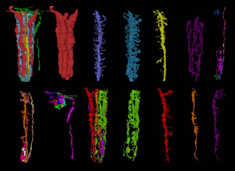 Una reconstrucción en 3D del cerebro de la ‘Drosophila’ demuestra que el sistema nervioso ahorra en cable