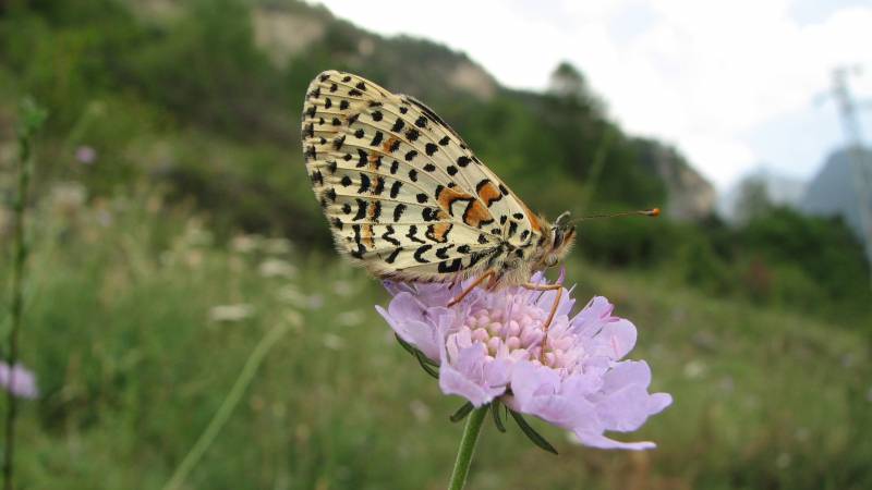 Melitaea didyma.