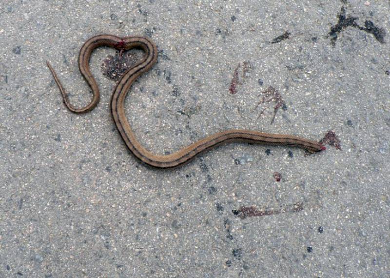 Serpiente atropellada