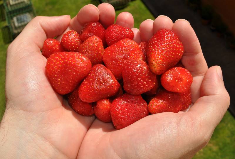 Los investigadores han obtenido un vinagre 100% natural, con aroma de fresa y sin aditivos. / SINC.