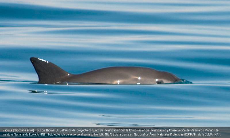 Vaquita (Phococea sinus). / Thomas A. Jefferson (Instituto Nacional de Ecología) 