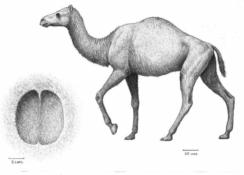 Paracamelus