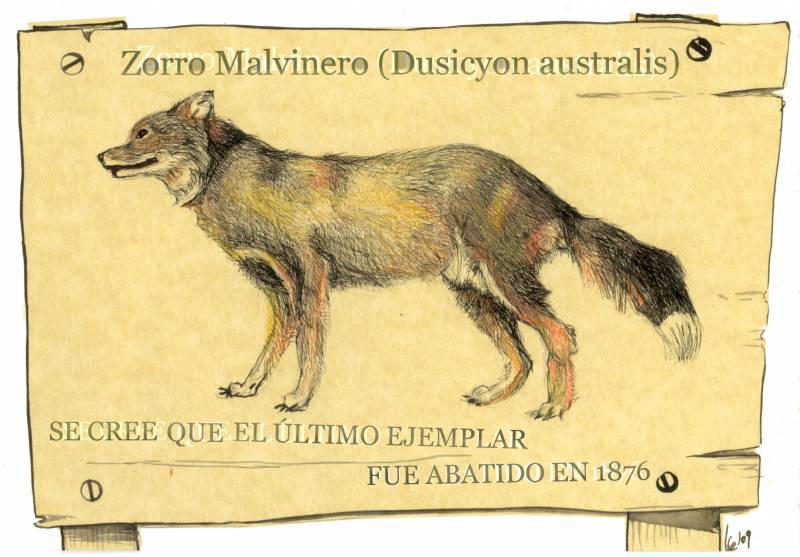 Tratan de desentrañar el misterio del zorro de las Malvinas