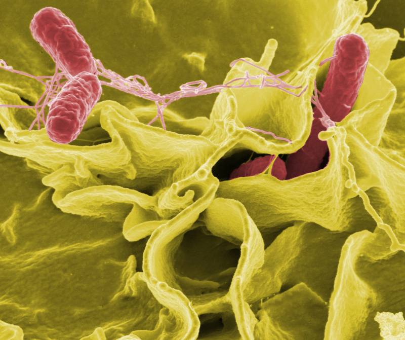 Analizan la resistencia de dos variedades de salmonela al pH de los zumos