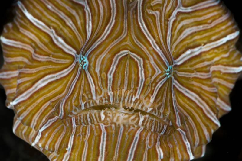 Far-out Frogfish (Histiophryne psychedelica)