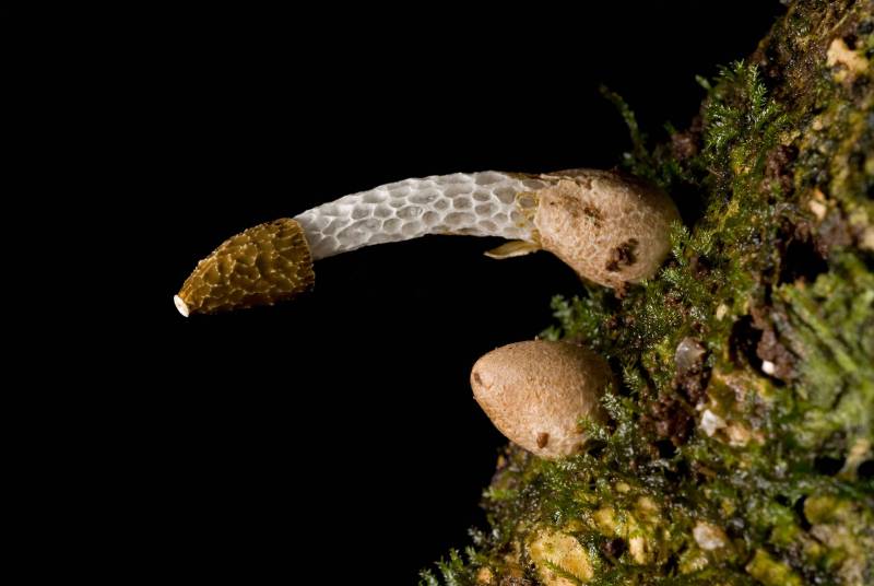 Small Favor (Phallus drewesii) 