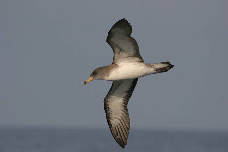 Las pardelas son una de las aves marinas más amenazadas por los efectos de la presencia humana (Foto: Pep Arcos/SEO BirdLife).
