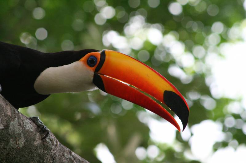 Tucán toco de la llanura de Pantanal (Brasil)