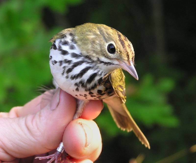 Graban el canto de los pájaros para poder calcular el tamaño de una población de aves