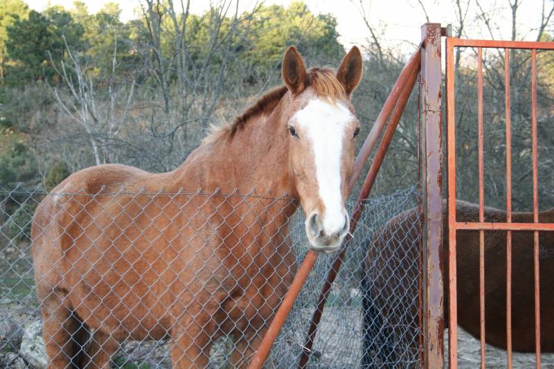 Caballos de carreras, apuesta y desafío