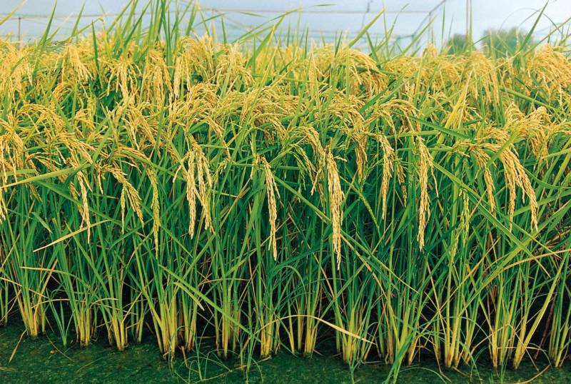 Cultivo de la nueva variedad de arroz a la que se ha llamado 'Manuela'