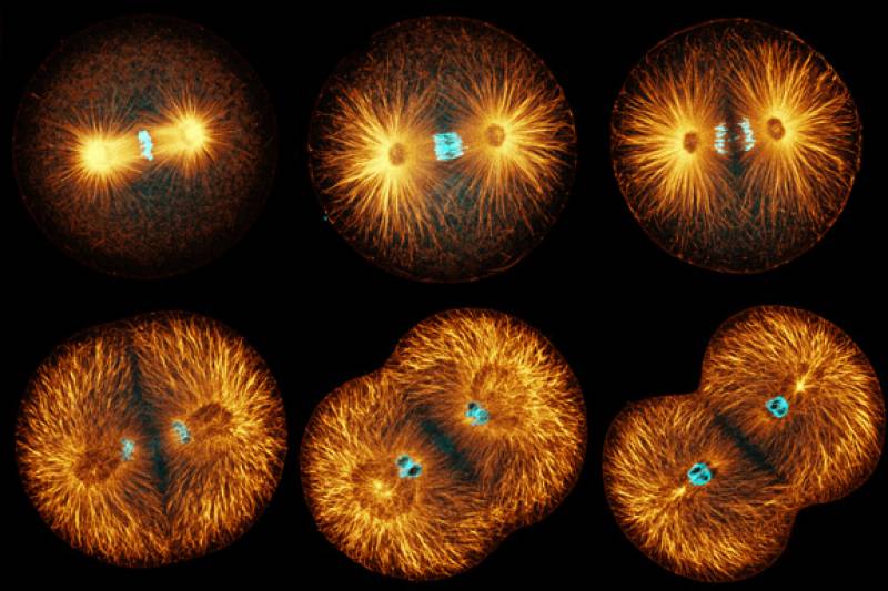 La UJI estudia una nueva generación de compuestos que actúen sobre la tubulina (molécula que participa en la multiplicación de las células) 