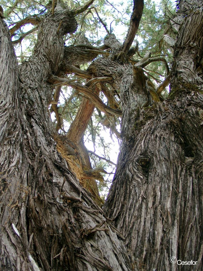 Comparan el crecimiento de árboles de Soria y Los Monegros para predecir efectos del cambio climático