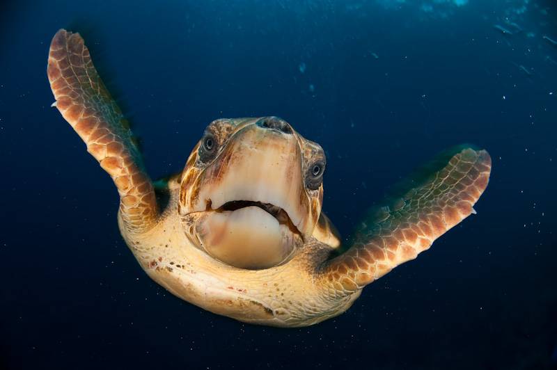 Descubren doce nuevas especies en las islas Canarias