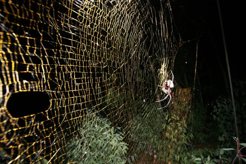 Tela de araña dorada de Nephila komaci. 