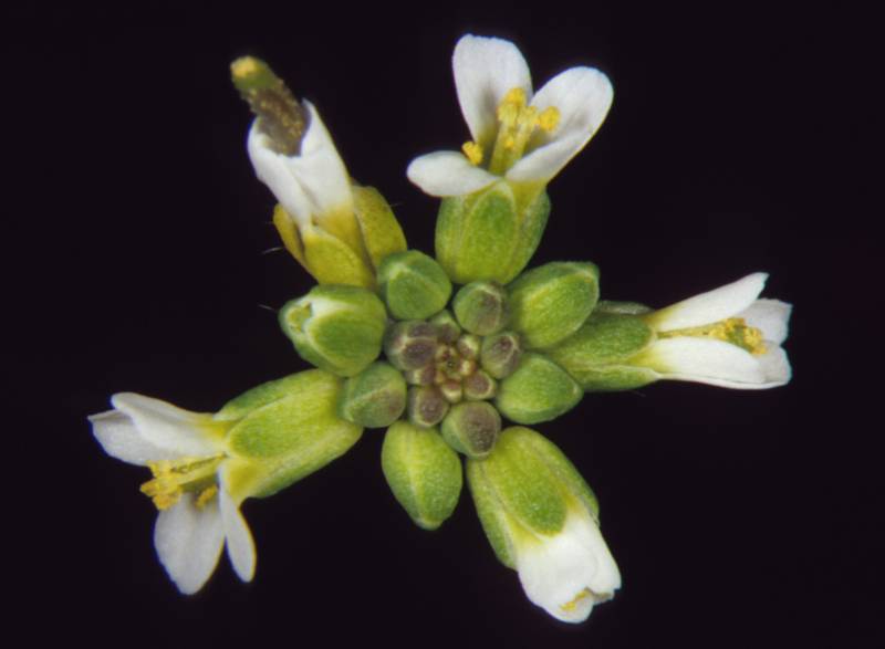 Descubren la proteína que orquesta el proceso de formación de las flores