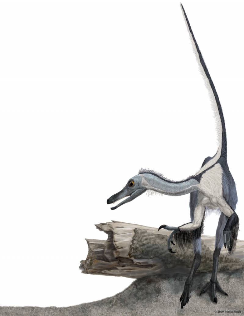 Descubren un nuevo dinosaurio con forma de ave que evolucionó de forma independiente