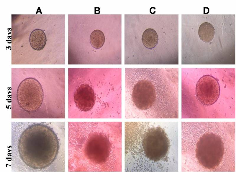 Descubren un nuevo gen que aumenta la eficacia de los fármacos para combatir el cáncer