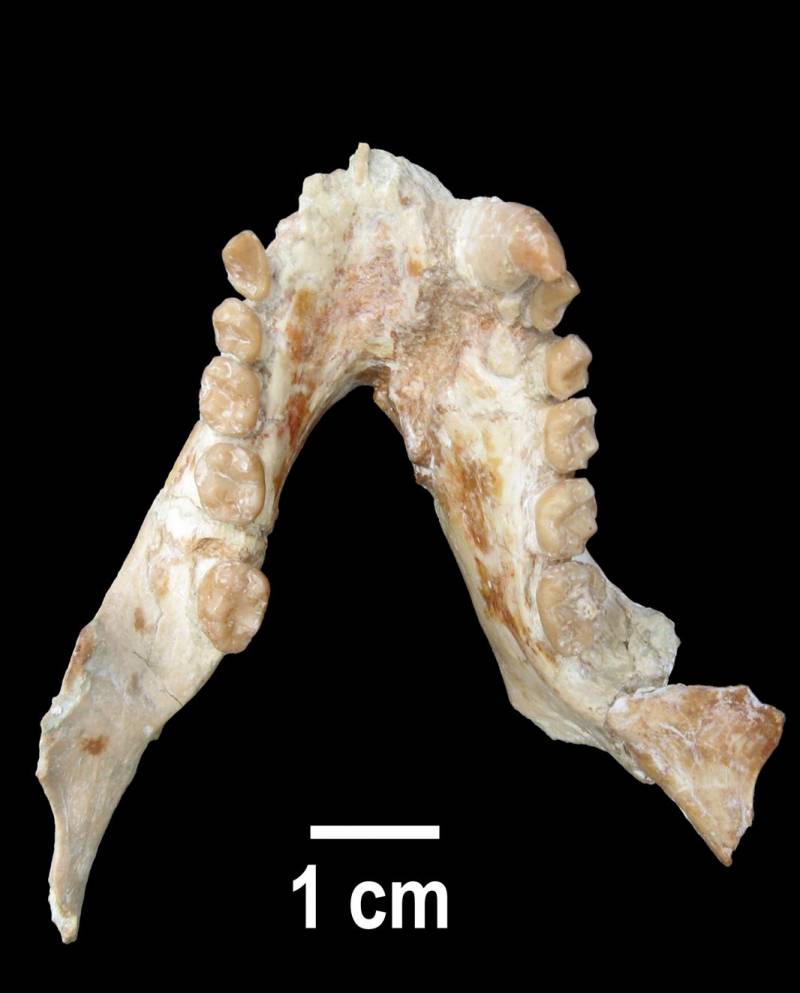 Descubren un primate de más de 11 millones de años