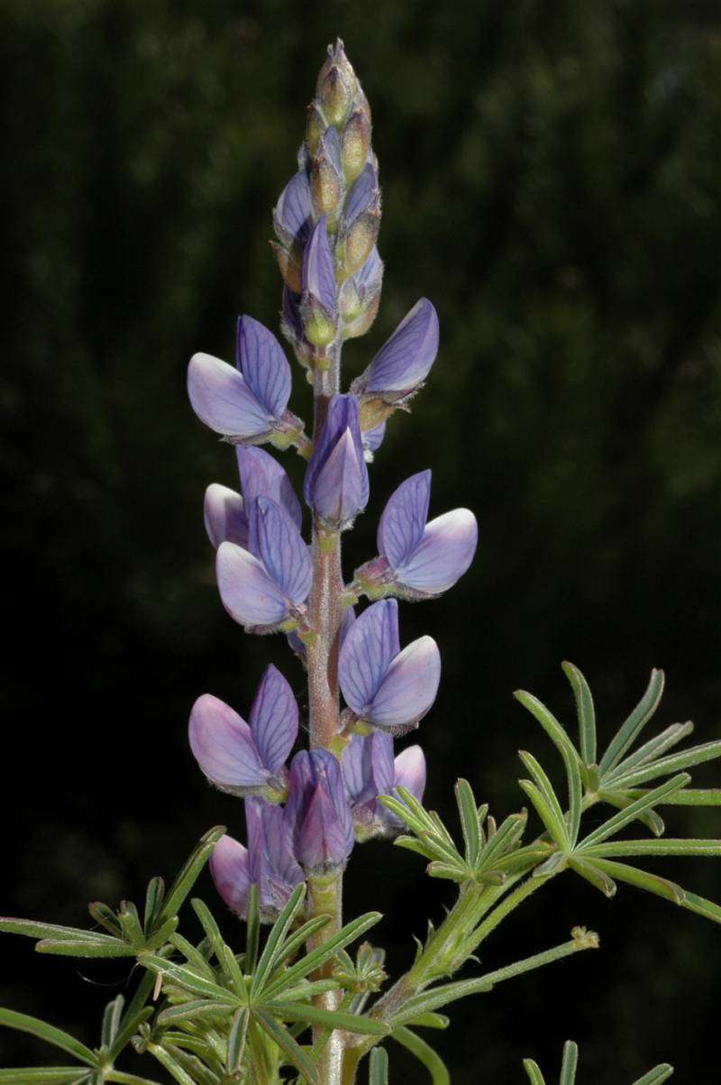 Lupinus angustifolius