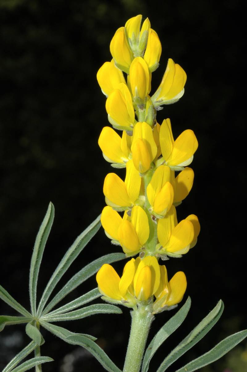 Lupinus luteus