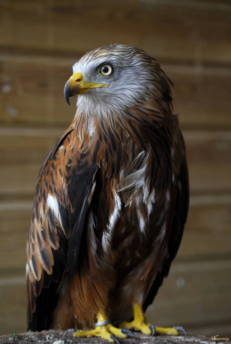 El 23% de las aves españolas está en peligro de extinción