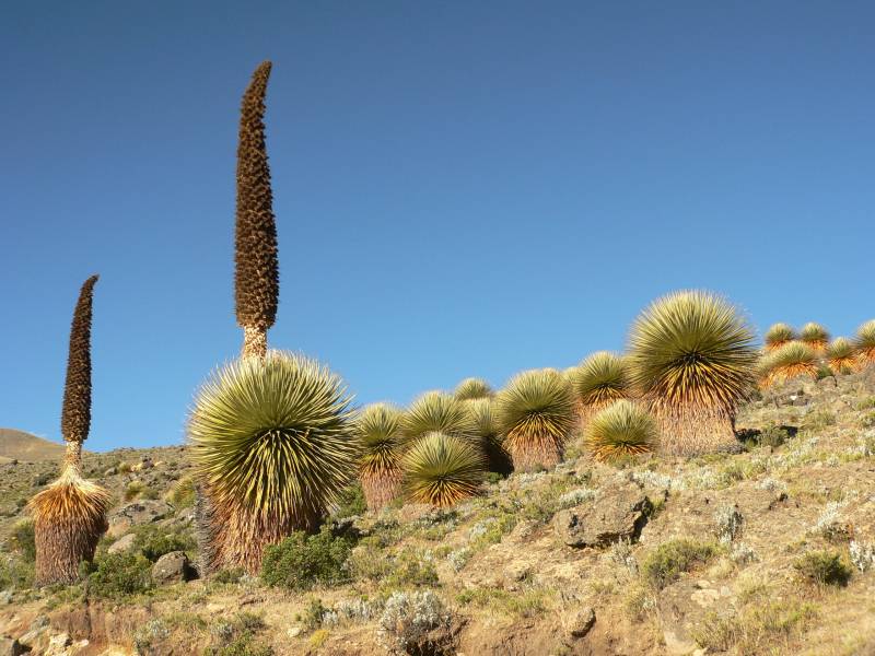 El 70% de las plantas están amenazadas