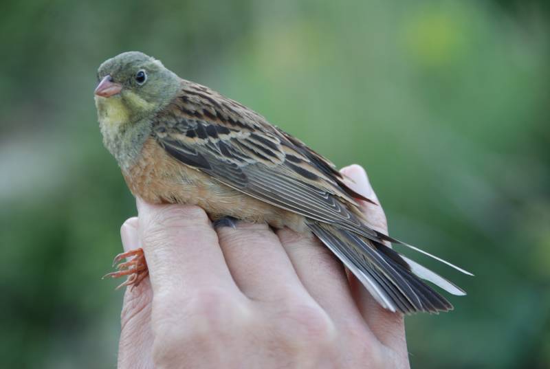 Un ejemplar de escribano hortelano (Emberiza hortelana). 