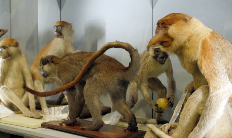 El Almacén de Aves y Mamíferos del Museo Nacional de Ciencias Naturales abre sus puertas al público