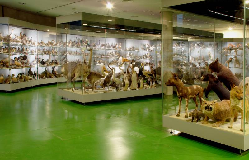 El Almacén de Aves y Mamíferos del Museo Nacional de Ciencias Naturales abre sus puertas al público