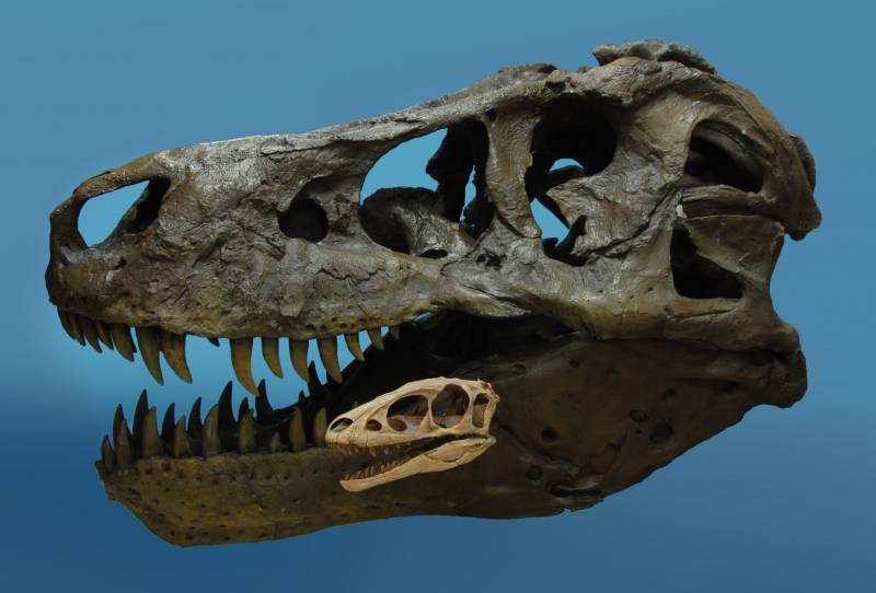 El antecesor del tiranosaurio era 100 veces más pequeño