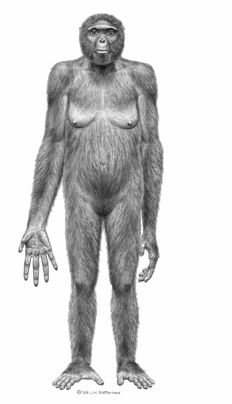 Posible apariencia de Ardipithecus ramidus. 