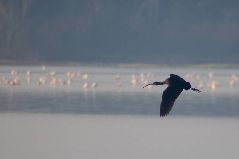 El censo y el seguimiento de las aves, una herramienta para detener la pérdida de biodiversidad