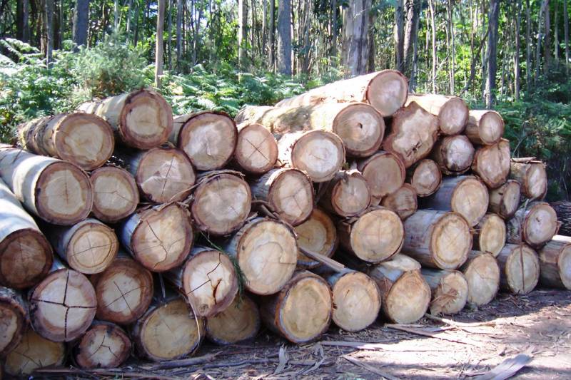 Tala de bosques de eucalipto en Galicia.