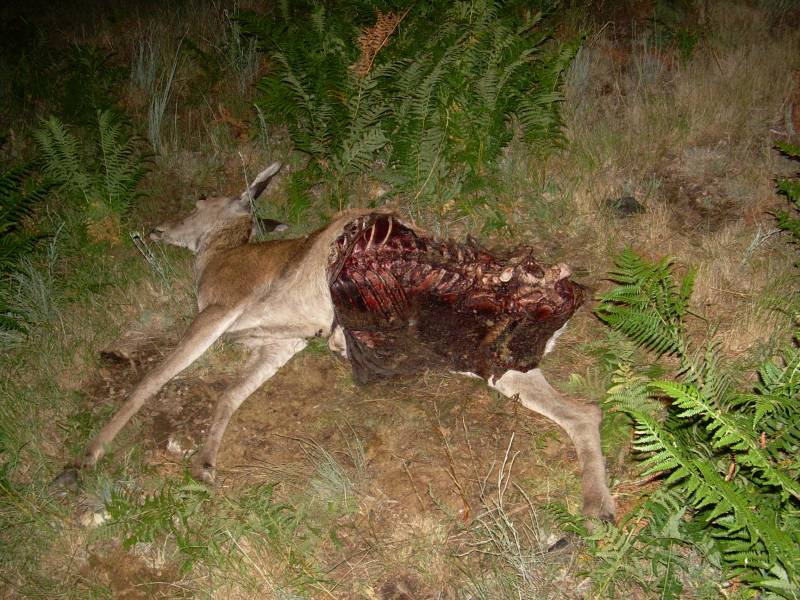El lobo ibérico prefiere los corzos salvajes a los animales domésticos 