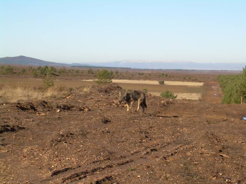 Loba en la Sierra de la culebra en Zamora.