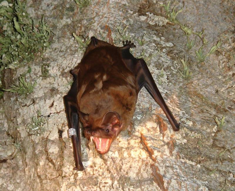 Murciélago Nyctalus lasiopterus en la actualidad.