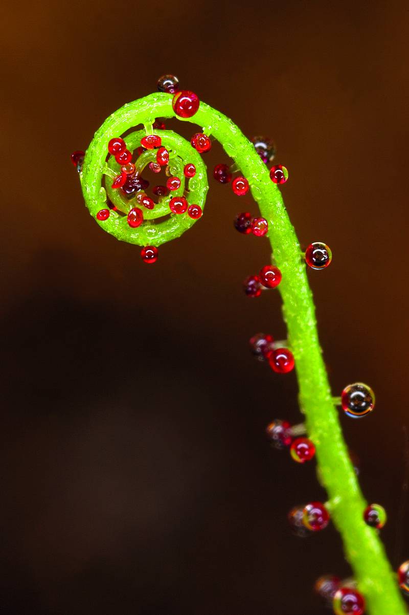 El Real Jardín Botánico acoge la exposición ‘Biodiversidad en España’ 