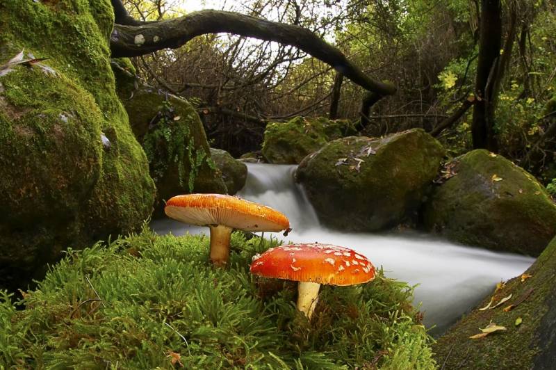 El Real Jardín Botánico acoge la exposición ‘Biodiversidad en España’ 