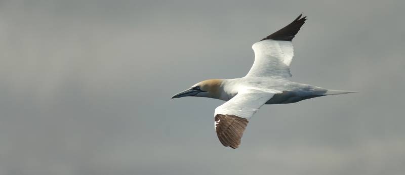 Elaboran el primer inventario de aves marinas españolas del mundo