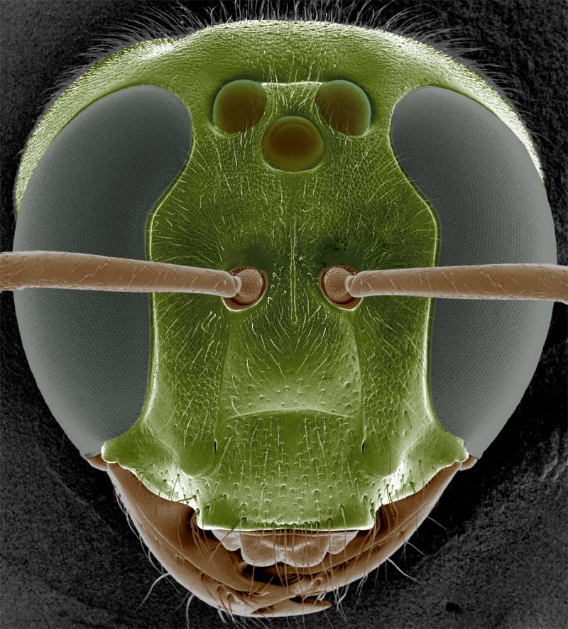 Elaboran una cámara de visión nocturna inspirada en los ojos de los insectos