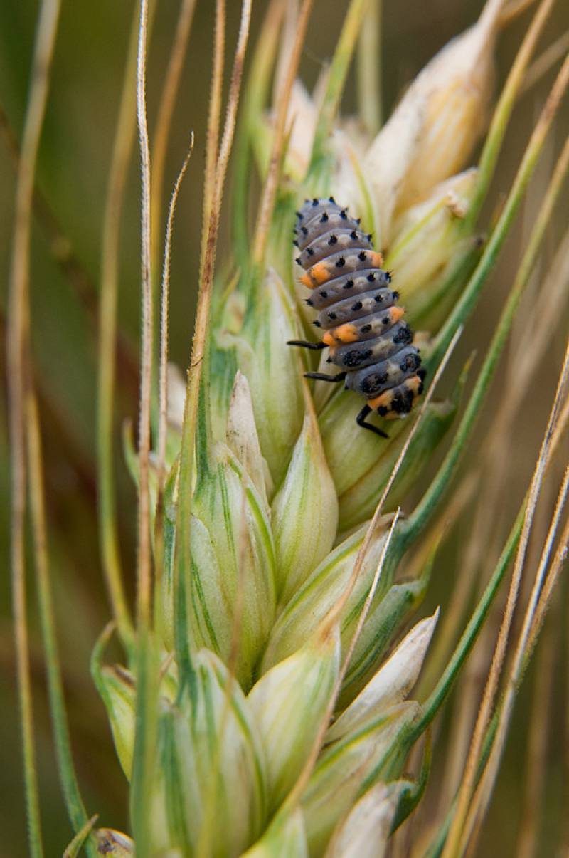 España lidera la superficie de campos agrícolas ecológicos en Europa