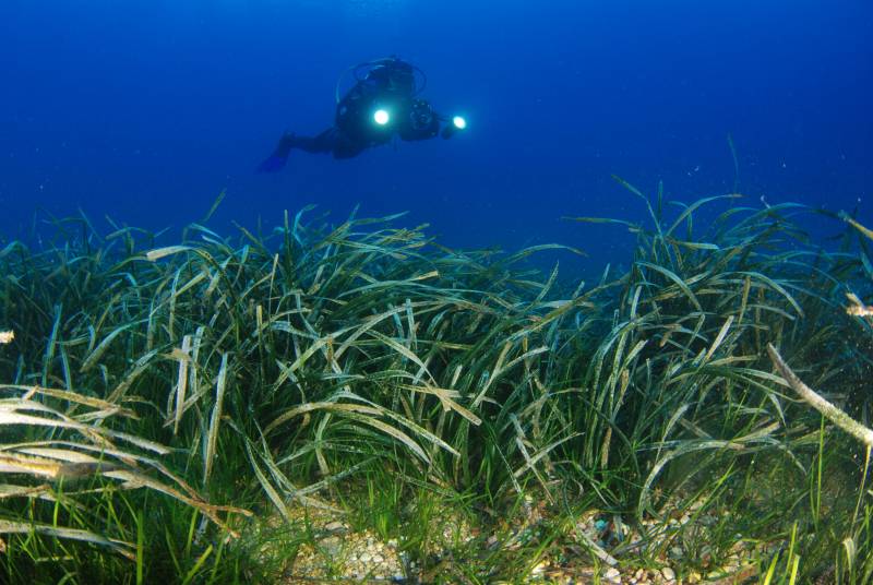 España pierde cada año más del 3% de praderas marinas