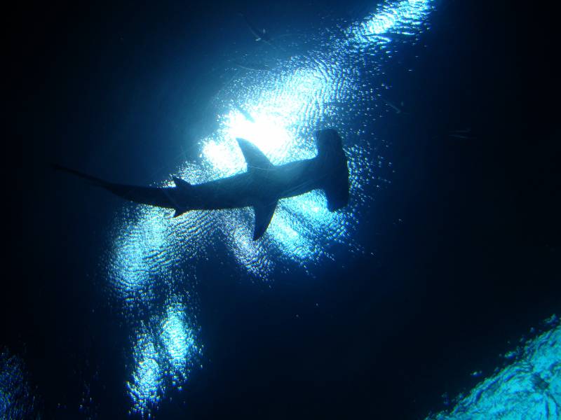 Tiburón martillo (Sphyrna mokarran). 