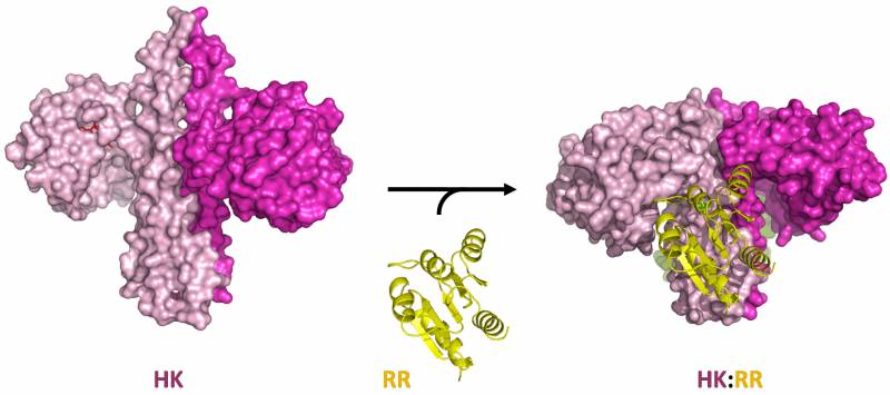 Fotografían el proceso que usan las bacterias para recibir información del exterior