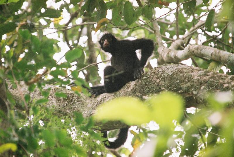 Los hábitos alimenticios de monos y humanos tienen antiguas raíces comunes