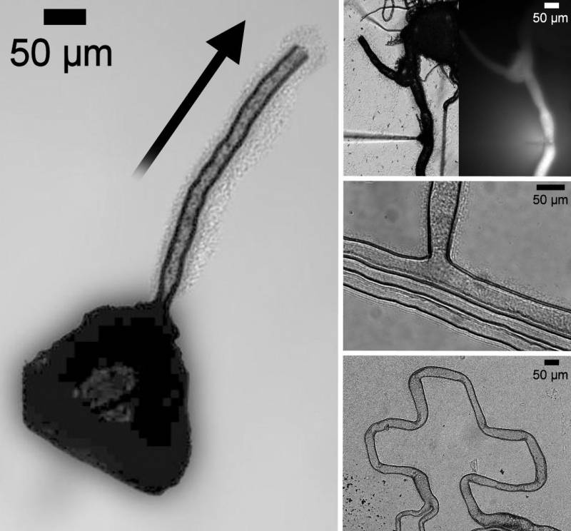 Crean microtubos a partir de cristales inorgánicos