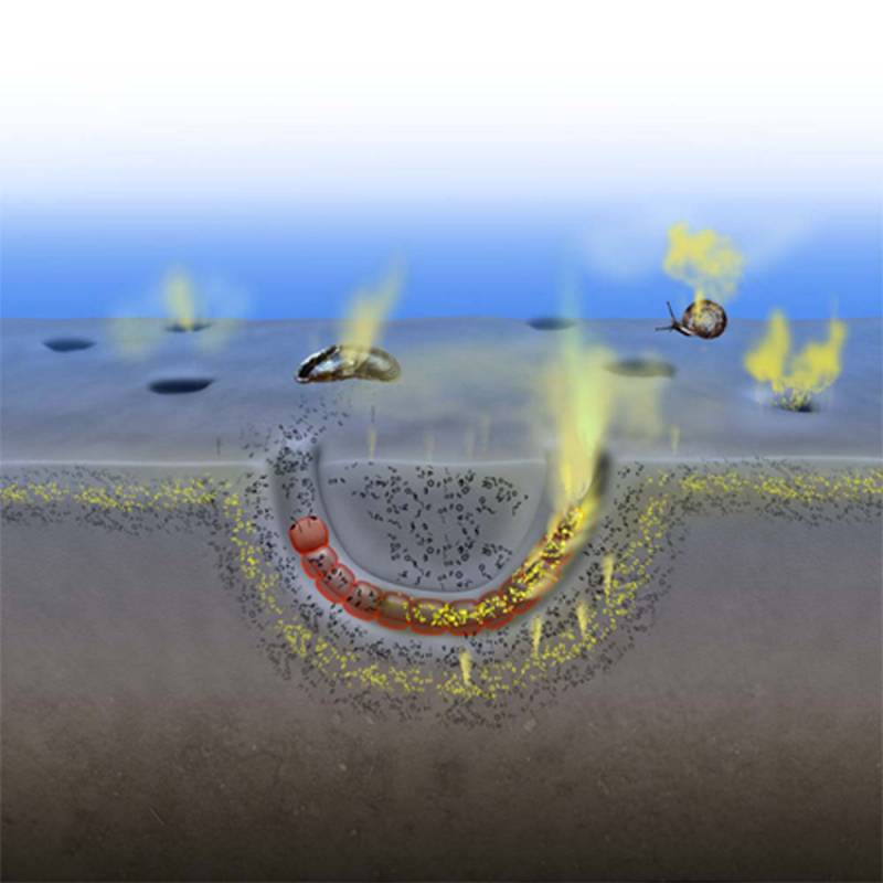Descubren que los animales acuáticos emiten gases de efecto invernadero 