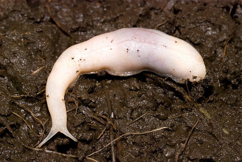 Babosa ‘fantasma’, Selenochlamys ysbryda, encontrada en el área poblada de Cardiff, Reino Unido
